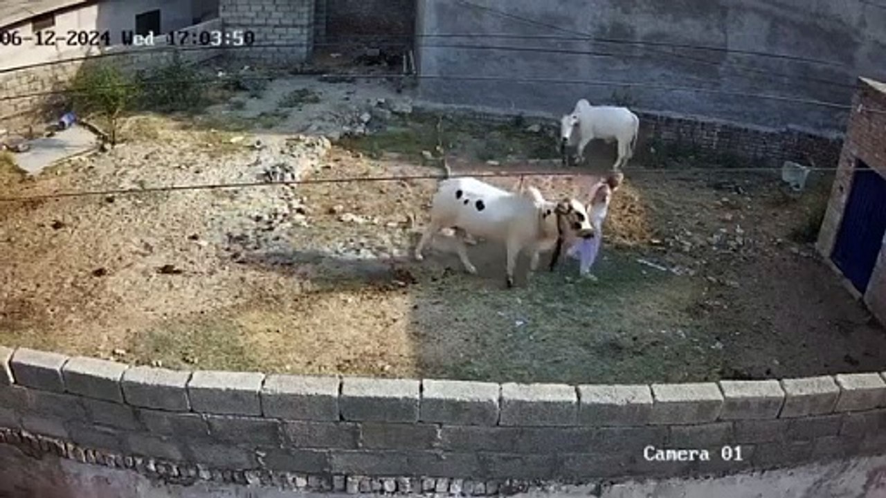 animals rezction