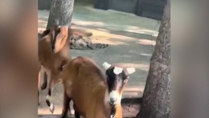 Goats cause chaos at amusement park after breaking loose