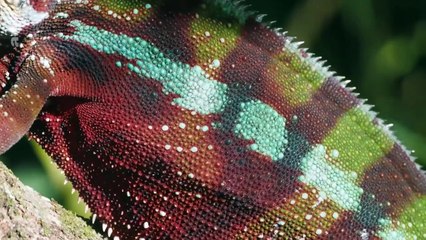 Madagascar ou le grand carnaval des caméléons [ Documentaire ]