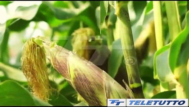 Video News - Troppa pioggia, raccolti a rischio