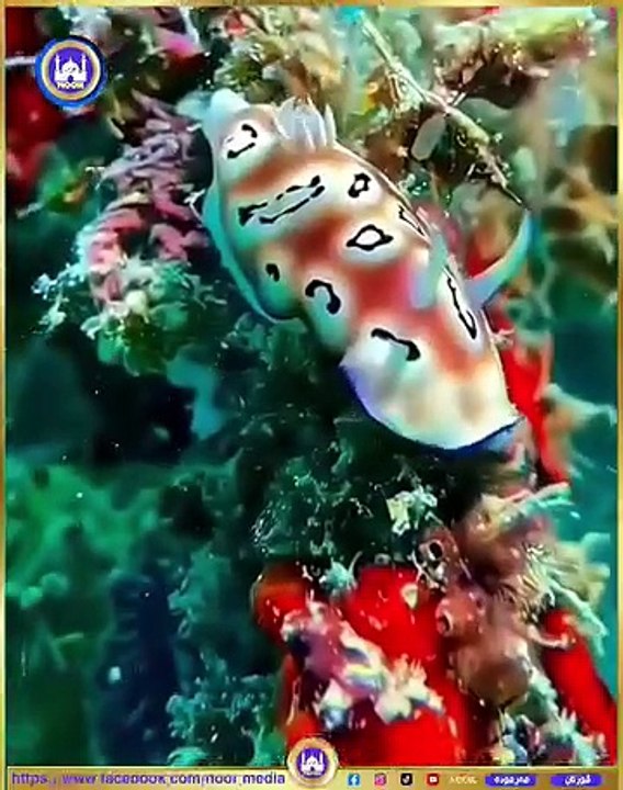 #Education#dailymotion#shorts#video