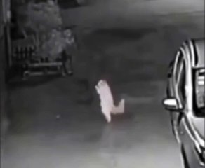 A surveillance camera filmed him in a fairy-tale scene