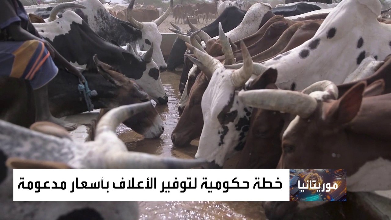 الثروة الحيوانية مهددة في موريتانيا بسبب نقص ال...