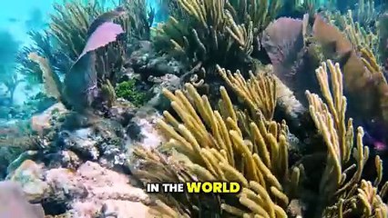 Unveiling the Captivating World of the Great Barrier Reef!