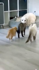 Brave  cat  but #cat#funny