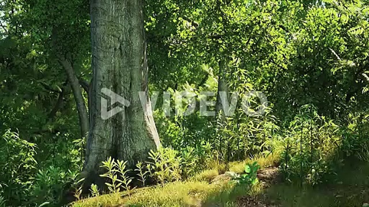 Sunrise beam in the beautiful summer park
