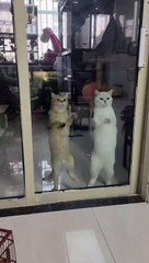 Furry Cutie Cats Dancing