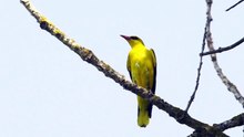 The Golden Oriole: Close Up HD Footage (Oriolus oriolus)