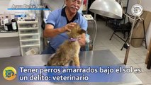 Tener perros amarrados bajo el sol es un delito: veterinario