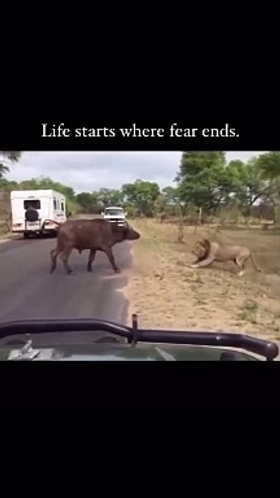 Fear