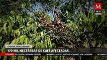 Crisis cafetalera en Chiapas por sequías y lluvias intensas, más de 170 mil hectáreas afectadas