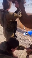 Two female IDF soldiers rescue a camel after finding it with its knee tied to its foot in Gaza.