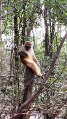 देखो कितना अच्छा वीडियो है | ऐसा वीडियो कभी नहीं देखा होगा आपने | सुपर बंदर वीडियो