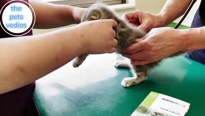Kitten  screaming at the first hospital