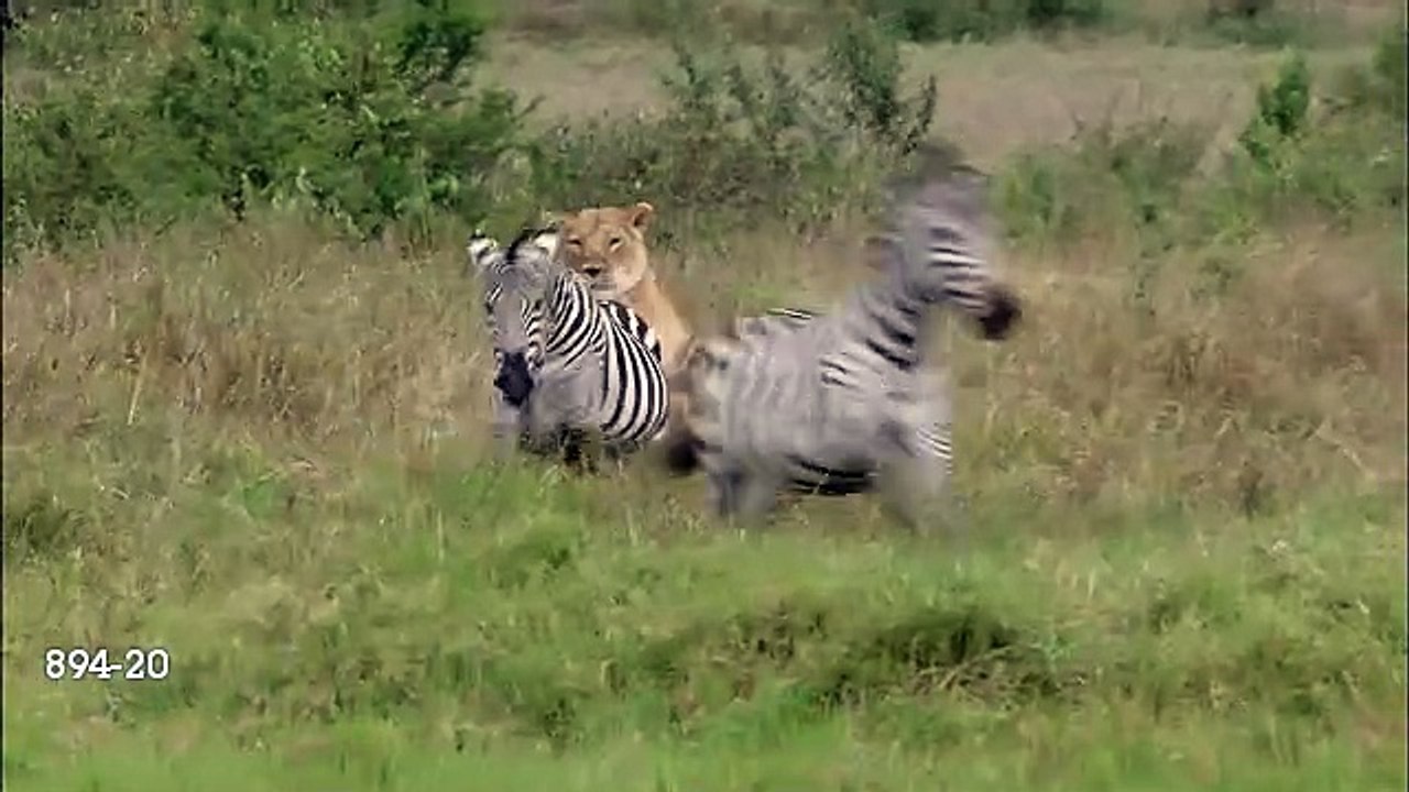 Lion hunting
