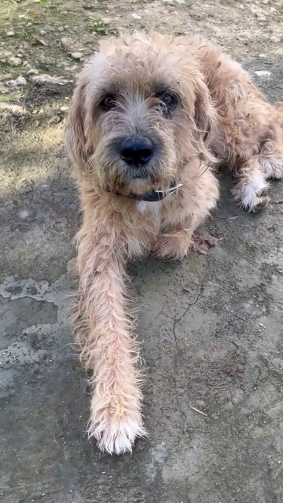 Shaggy or not ?