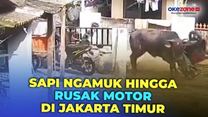 Download Video: Sapi Kurban di Jakarta Timur Ngamuk, Seruduk Motor Warga hingga Rusak