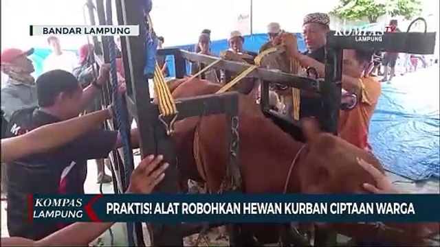 Praktis! Alat Robohkan Hewan Kurban Ciptaan Warga