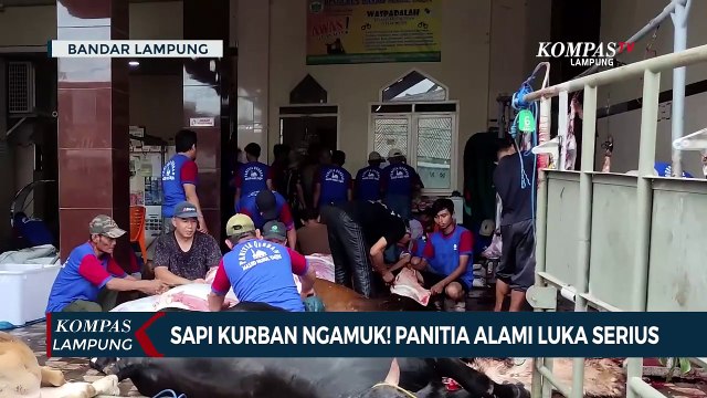 Sapi Kurban Ngamuk! Panitia Alami Luka Serius Dirawat di RS