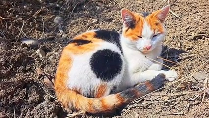 A cute colorful cat is sleeping  Relaxing cat video.
