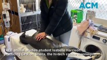 Sheila the mannequin dog helps TAFE vet nurse students learn real-world skills.