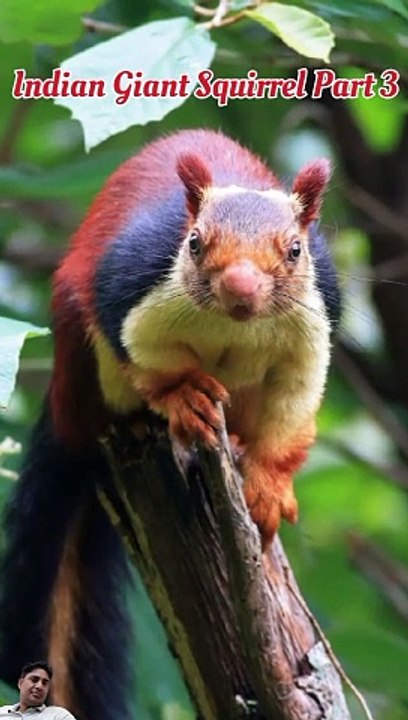 Indian giant squirrel or Malabar giant squirrel Nest (part 3)