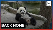 Foreign-born pandas join China's efforts to boost wild