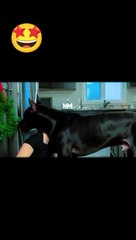 Great Dane Is Taller Than Human ViralHog