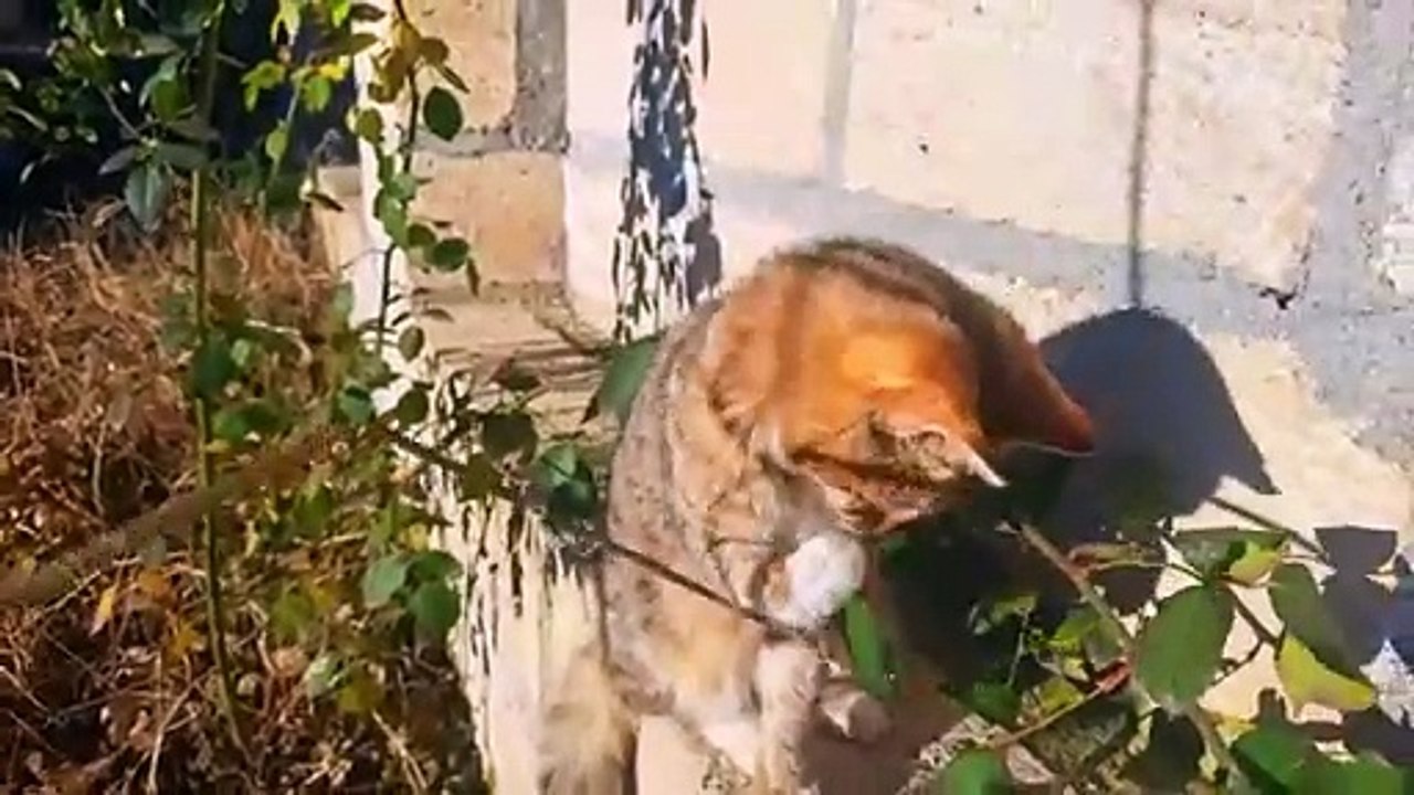 A cute kitten is playing  This cat is very beautiful.