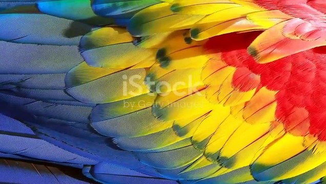 Nature of world cartoons #animals #cute #lion #wildlife #elephant #mammals #wildanimals #animation