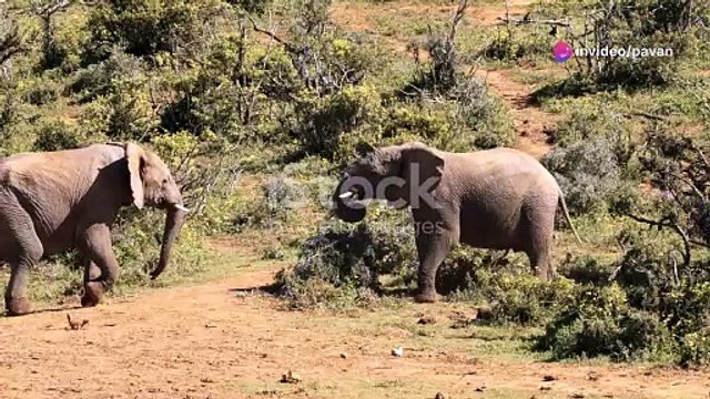 wildlife #animals #cute #lion #wildlife #elephant #mammals #wildanimals #animationvideo