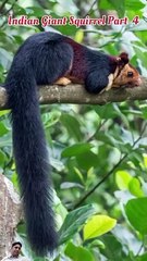 Indian giant squirrel body size in hindi (part 4)