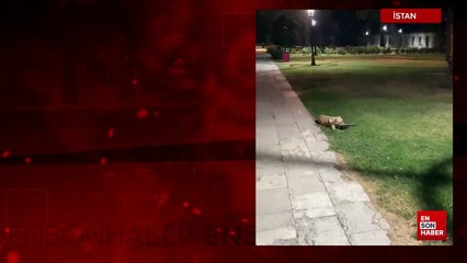 İstanbul'da sokak köpeği açlıktan kediyi yedi