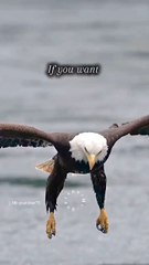 alone is the power of you  #trending #viralreels #photography #eagle