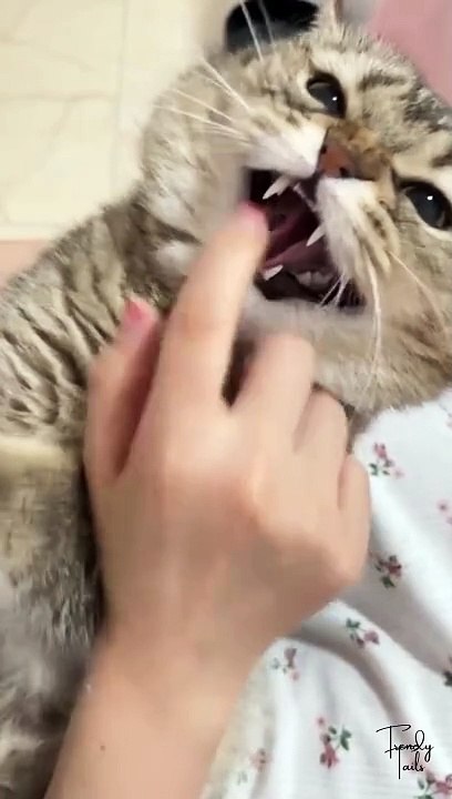 Angry Cat  #cat #cats #catshorts #catvideos #catlovers #catlover #catsofinstagram #usa #usacats