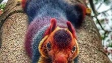 Indian giant squirrel male and female body size in hindi (part 5)