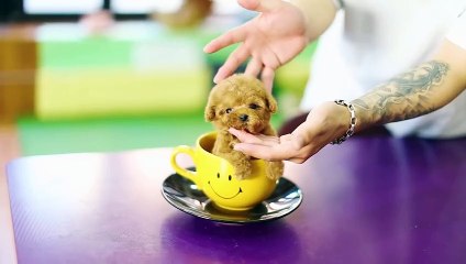 True Toy Poodle Teacup Dog