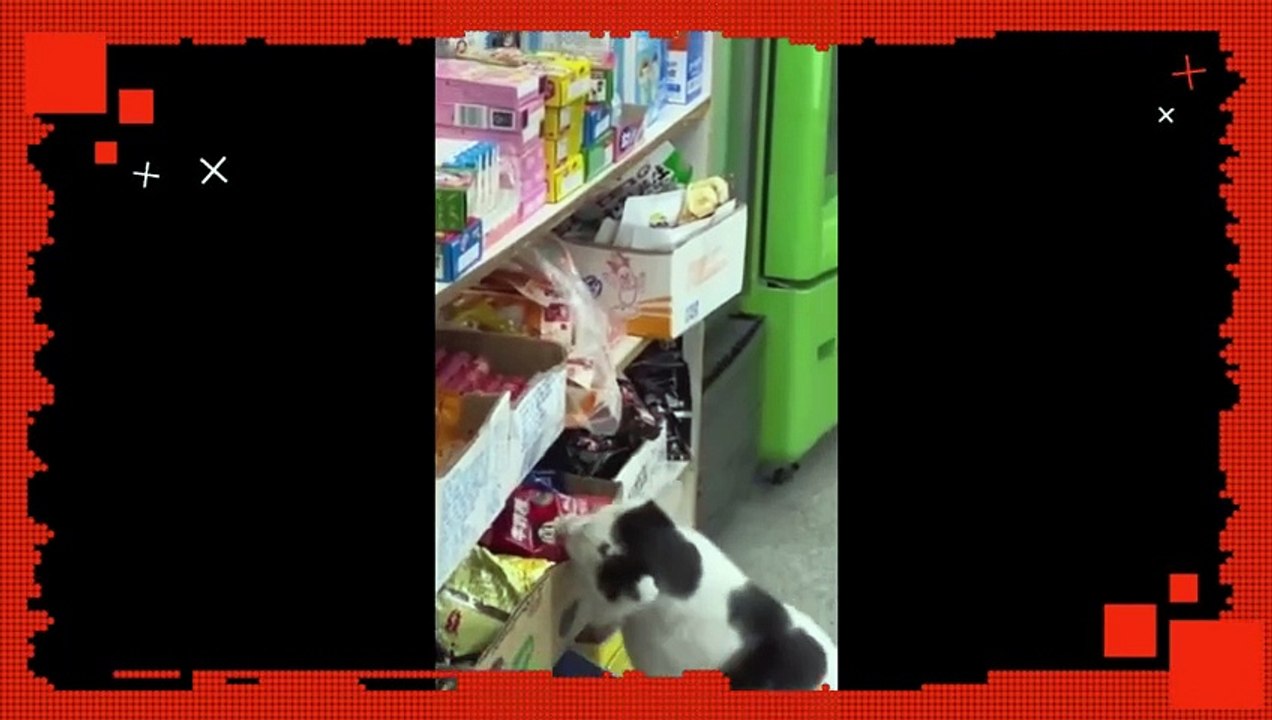 Funny Animals (Laughs can't be stop)