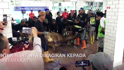 Download Video: Sapi Kurban dari Jokowi hingga Gibran Disembelih di Masjid Istiqlal