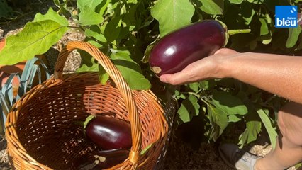 Roland Motte, jardinier : plantez la délicieuse aubergine