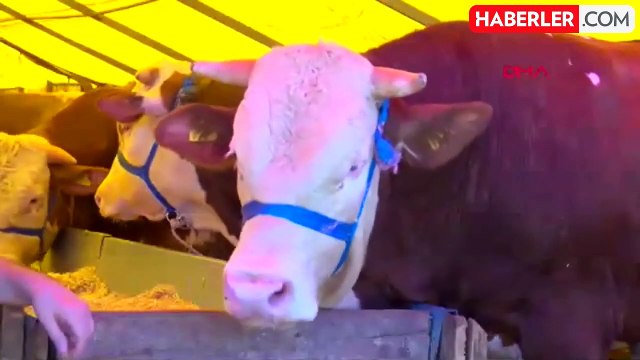 Kurban pazarlarında satılamayan kurbanlıklar Et ve Süt Kurumu tarafından satın alınacak