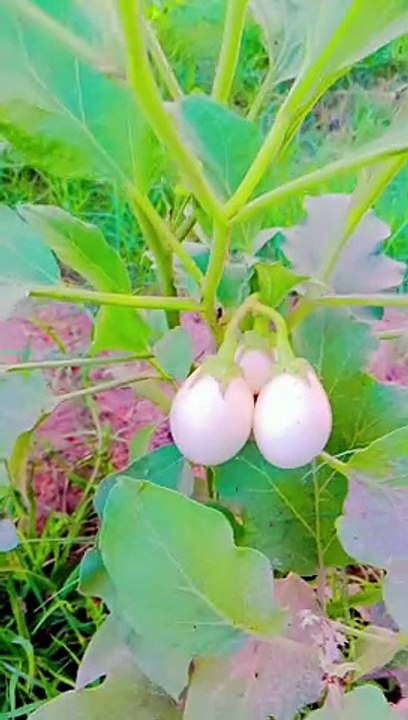 Vegetable 