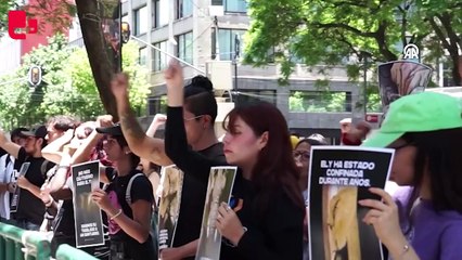 Meksika'da, fil "Ely" için adalet talebiyle gösteri düzenleNdi