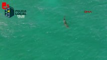 Plajda köpek balığı paniği