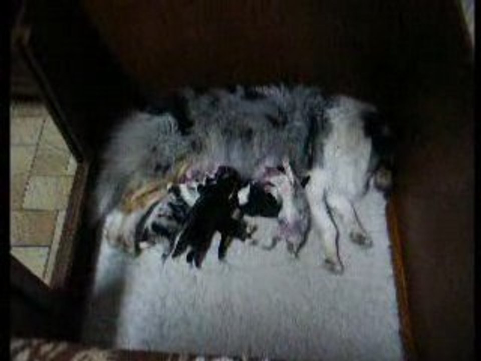 TWINHLE BLUE et ses bébés le 13 avril 2008