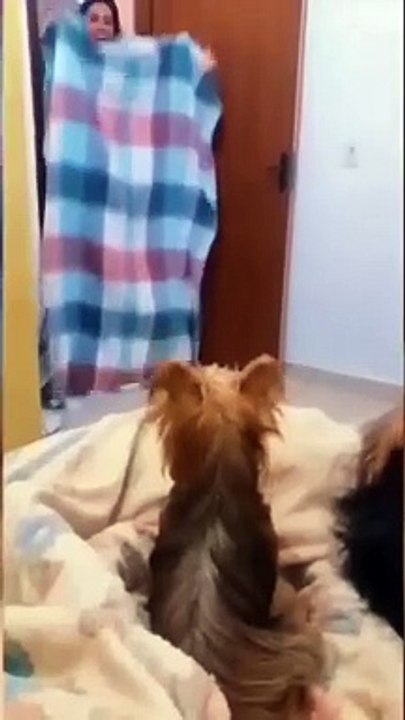 Funny animals