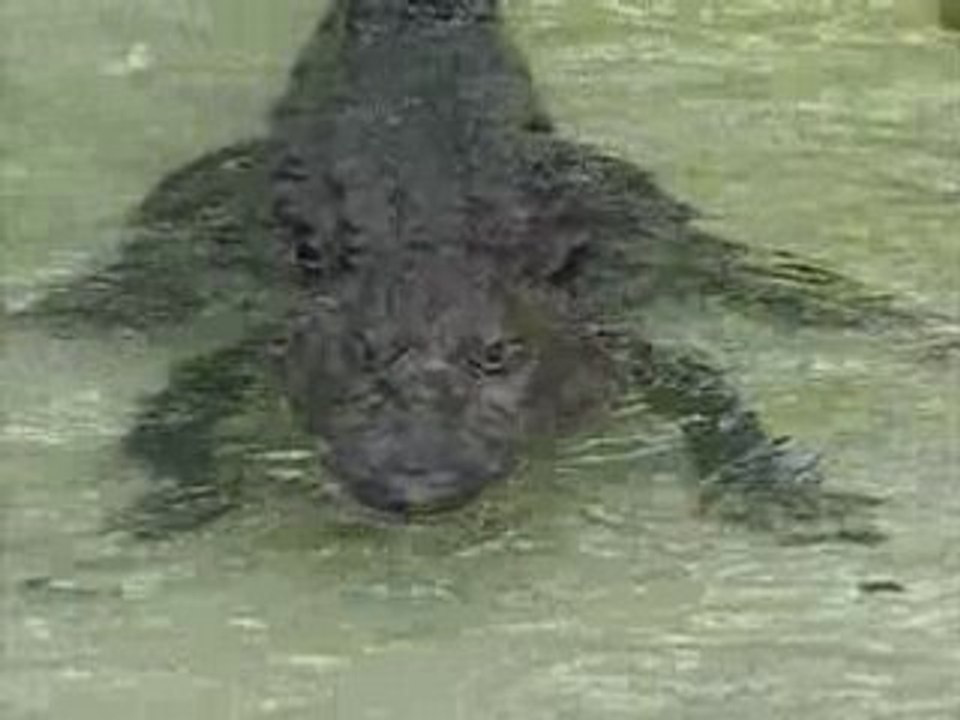 crococun 2008