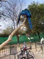 Parrot Section - Rawal Lakes Zoo
