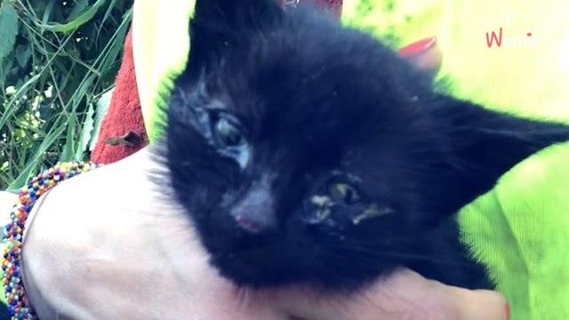 Loire-Atlantique : tremblante, elle filme le sauvetage de deux chatons sur une route départementale