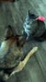 funny cat and dog fights#shorts